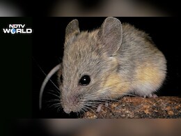 ये चूहे जहर खाकर भी नहीं मरते, माइनस 60 डिग्री पर भी रहते हैं जिंदा