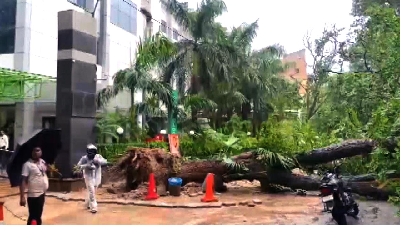 Uprooted Huge Tree Chokes Traffic In Delhi's East of Kailash After Heavy Rain