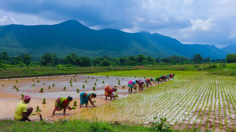 Pradhan Mantri Fasal Bima Yojana: आज से शुरू हुआ फसल बीमा माह, जानें कैसे कर सकेंगे आवेदन, किन दस्तावेजों की होगी जरूरत