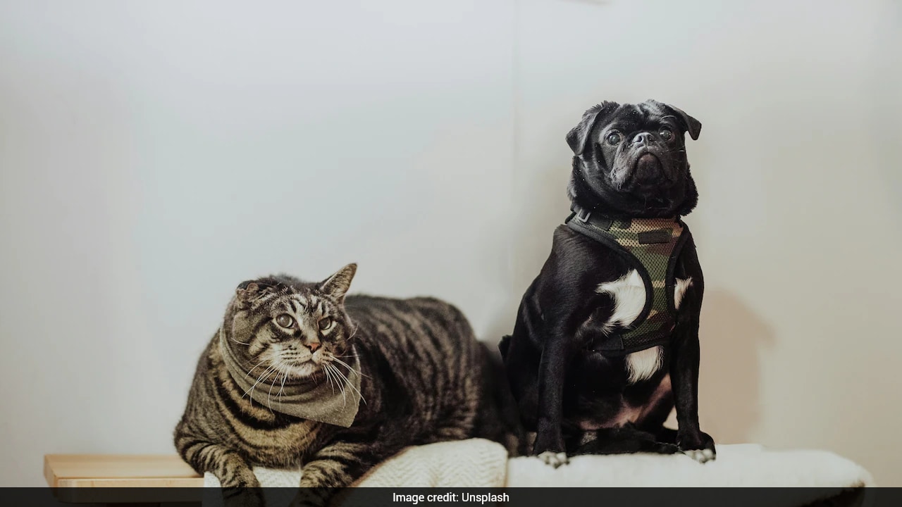 Ozempic For Cats? Weight-Loss Drugs May Help Overweight Pets
