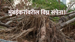 Mumbai News : मुंबईकरांवरील विघ्न संपेना! कोसळलेलं झाड पाहायला गेलेल्यांवरच 'संक्रांत'; 9 जणं रुग्णालयात भरती