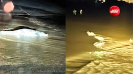 बारिश के बाद रणथंभौर के जंगलों से बाहर रोड पर आए मगरमच्छ, फैली दहशत
