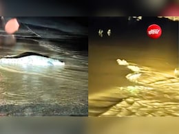 बारिश के बाद रणथंभौर के जंगलों से बाहर रोड पर आए मगरमच्छ, फैली दहशत