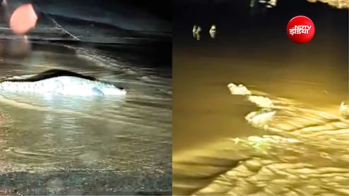 बारिश के बाद रणथंभौर के जंगलों से बाहर रोड पर आए मगरमच्छ, फैली दहशत
