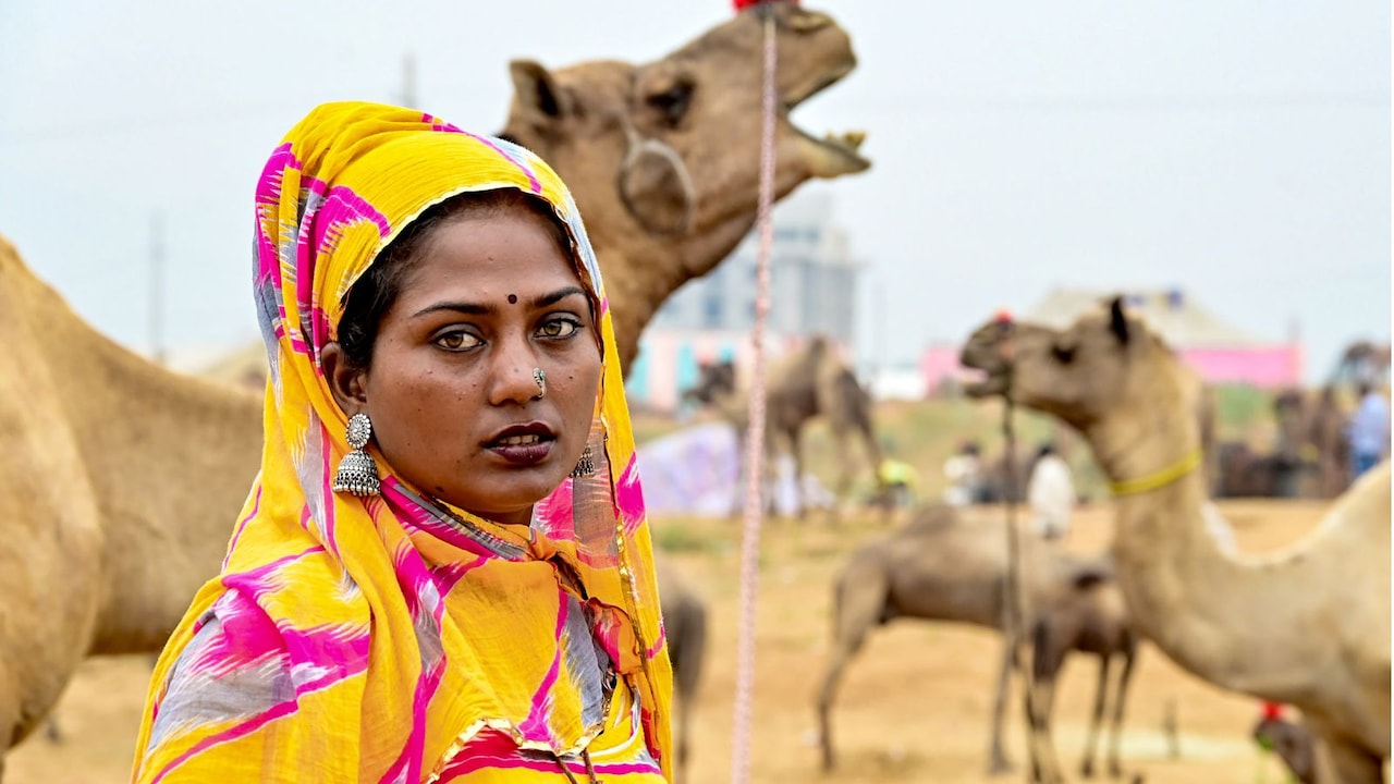 सबसे छोटे मालवी ऊंट की बड़ी चर्चा, जानिए इस नस्ल के ऊंटों की क्या है  खासियत