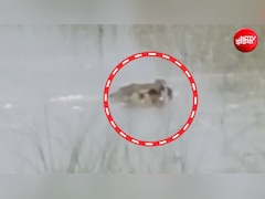बहराइच में कैसे 12 साल के बच्चे खींच ले गया मगरमच्छ? मुंह में दबाकर पटकता रहा, भीड़ बनाती रही Video