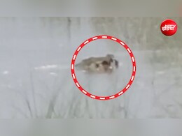 बहराइच में कैसे 12 साल के बच्चे को खींच ले गया मगरमच्छ? मुंह में दबाकर पटकता रहा, भीड़ बनाती रही Video