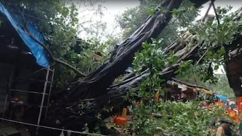 Caught On Camera: Massive Tragedy Averted Amid Mumbai Rains As Huge Tree Collapses In Dadar