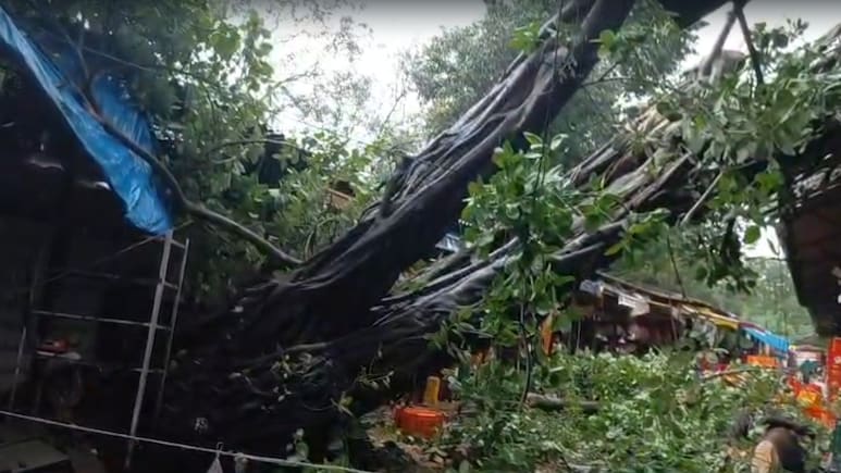 Caught On Camera: Massive Tragedy Averted Amid Mumbai Rains As Huge Tree Collapses In Dadar