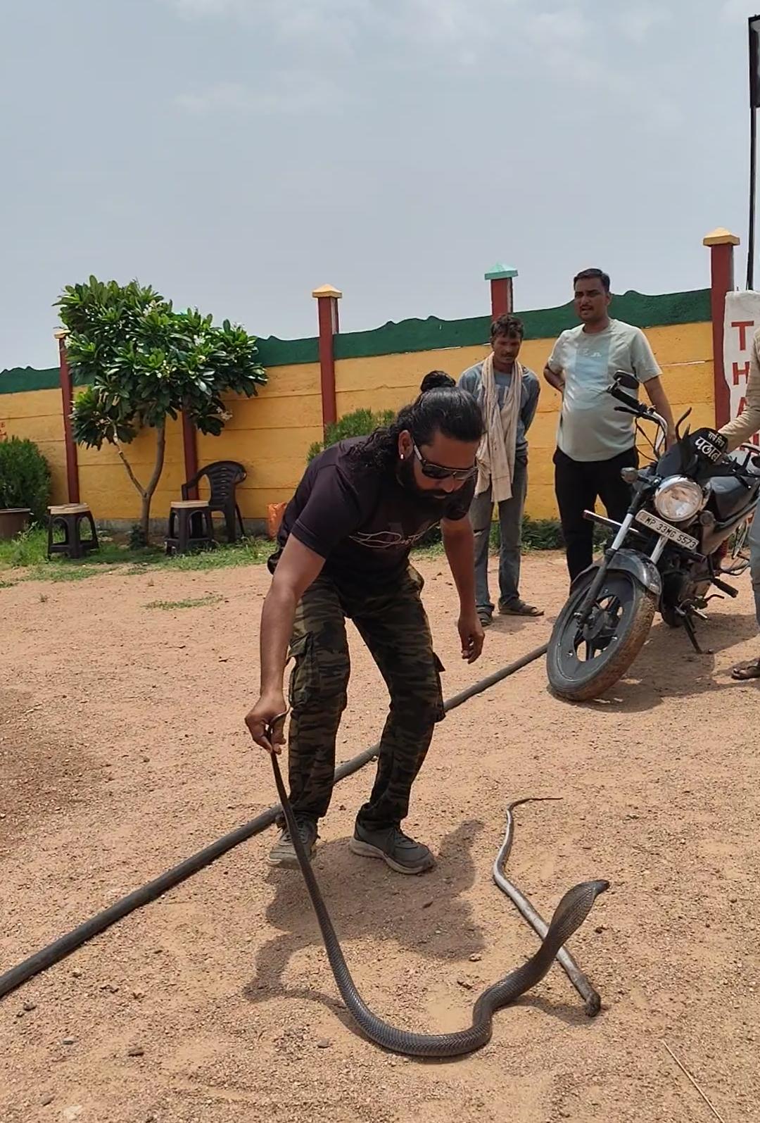 Cobra Snake Rescue Operation: सांप का रेस्क्यू