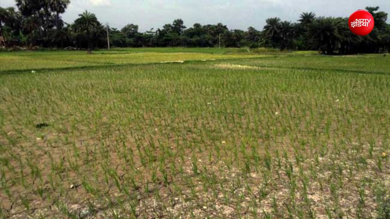 Ground Report: बिहार में रूठे इंद्रदेव, 35 जिलों में सामान्य से कम बारिश, भारी मुश्किल में राज्य के किसान