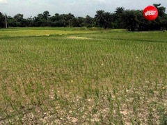 Ground Report: बिहार में रूठे इंद्रदेव, 35 जिलों में सामान्य से कम बारिश, भारी मुश्किल में राज्य के किसान