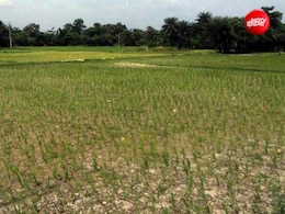 Ground Report: बिहार में रूठे इंद्रदेव, 35 जिलों में सामान्य से कम बारिश, भारी मुश्किल में राज्य के किसान