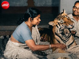 हर रात इंसान के बिस्तर पर सोती थी बाघिन, परिवार ने बेटी माना, दूध का कर्ज चुकाने के लिए दे दी जान