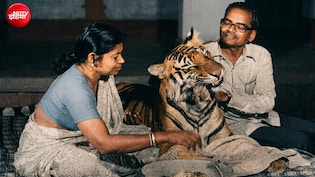 इंसानों के आंगन में पली-बढ़ी बाघिन खैरी, बेटी बनाकर पिलाया दूध, फिर आया वो 'मनहूस' दिन