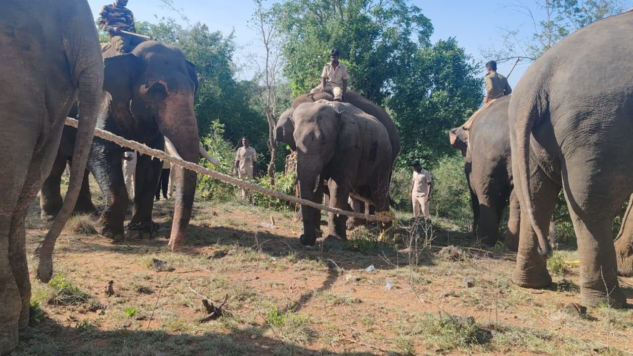 Wild Elephant Terrorising Andhra Villages Captured After Month-Long Hunt