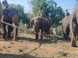 Wild Elephant Terrorising Andhra Villages Captured After Month-Long Hunt