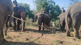 Wild Elephant Terrorising Andhra Villages Captured After Month-Long Hunt