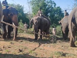 Wild Elephant Terrorising Andhra Villages Captured After Month-Long Hunt