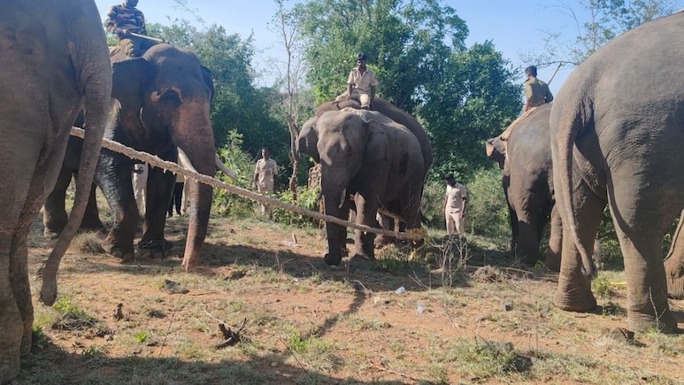 Wild Elephant Terrorising Andhra Villages Captured After Month-Long Hunt