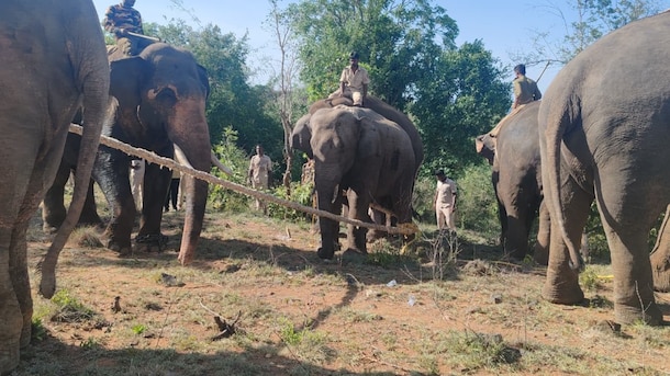 Wild Elephant Terrorising Andhra Villages Captured After Month-Long Hunt