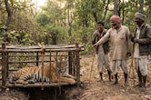जंगल के गुनहगारों को कब मिलेगी सजा? बस्तर में 5 बाघों का किया शिकार; 90% मामलों में गिरफ्तारी के बाद सजा नहीं