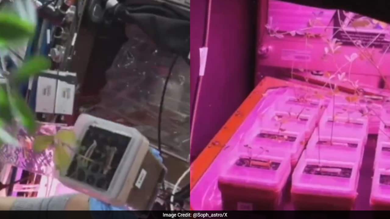 Astronaut Shares Glimpse Of Space Station's Glowing Mini Garden