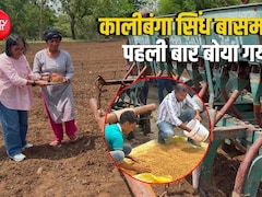 जबलपुर में उगेगा सिंधु घाटी सभ्यता के दौर का चावल, बिना खाद-कीटनाशक के तैयार होता है बीज, फायदे भी कमाल 