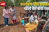जबलपुर में उगेगा सिंधु घाटी सभ्यता के दौर का चावल, बिना खाद-कीटनाशक के तैयार होता है बीज, फायदे भी कमाल
