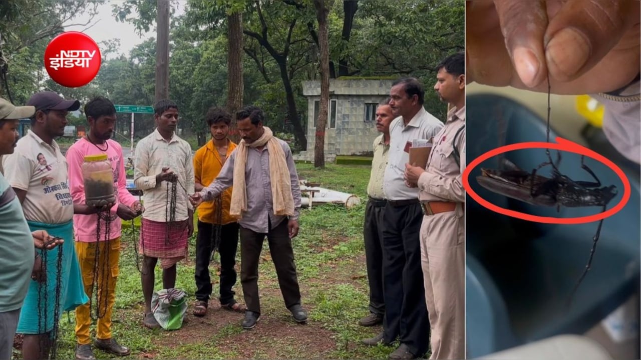 ग्रामीणों ने बचा लिए हजारों पेड़! एक कीड़े पर था 2 रुपये इनाम, 10 लाख कीट लेकर आ गए गांव वाले