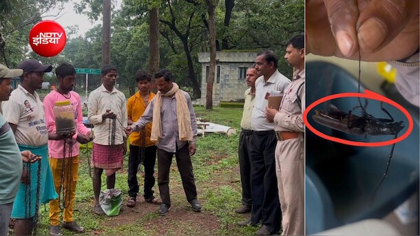 ग्रामीणों ने योद्धा बनकर बचा लिए हजारों पेड़! एक कीड़े पर था 2 रुपये इनाम, 10 लाख कीट लेकर आ गए गांव वाले