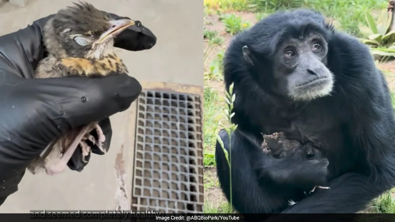 Watch: Ape Cares For Baby Bird After It Lands In Her Enclosure At US Zoo