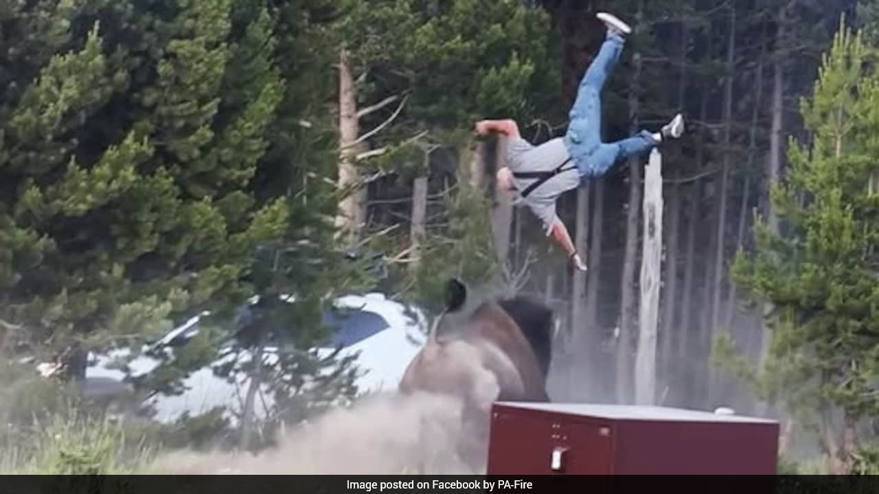 Tourist Injured After Bison Tosses Him 8 Feet Into The Air At Yellowstone Park