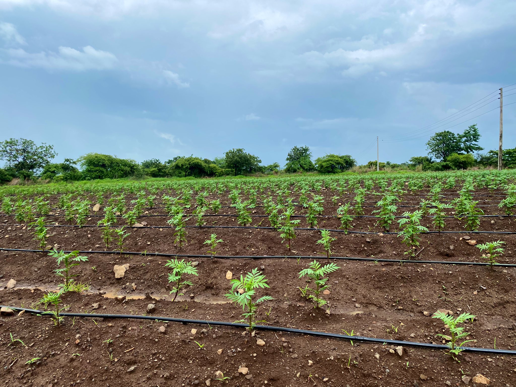 Farmers Success Story: कम पानी वाली आधुनिक तकनीक के साथ सफल खेती Farmers Success Story: कम पानी वाली आधुनिक तकनीक के साथ सफल खेती