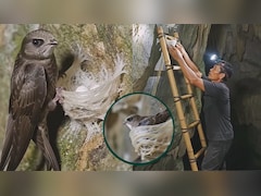 सोने से भी महंगी है इस चिड़िया की लार!'सफेद सोना' कहकर खरीदते हैं लोग, वजह जानकर चौंक जाएंगे आप
