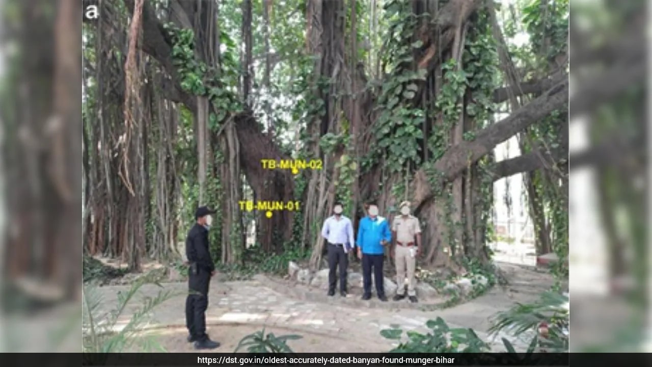 Bihar's 700-Year-Old Banyan Tree Recognized as World's Oldest Accurately Dated