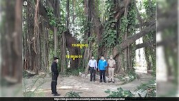 700-Year-Old Banyan Tree In Bihar Named World's Oldest Accurately Dated