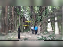 700-Year-Old Banyan Tree In Bihar Named World's Oldest Accurately Dated