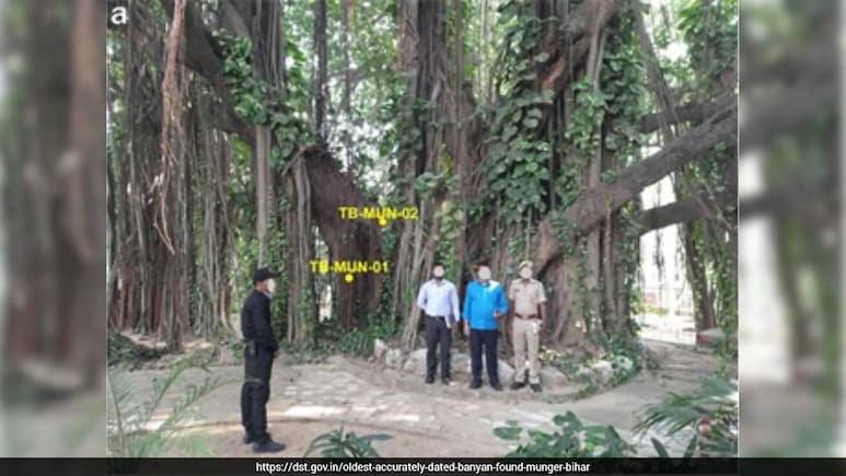 700-Year-Old Banyan Tree In Bihar Named World's Oldest Accurately Dated