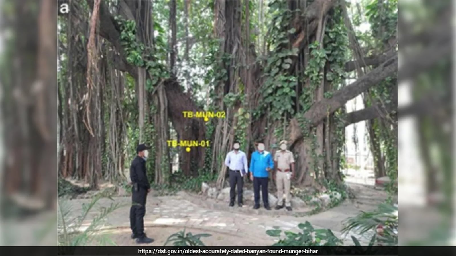 700-Year-Old Banyan Tree In Bihar Named World’s Oldest Accurately Dated