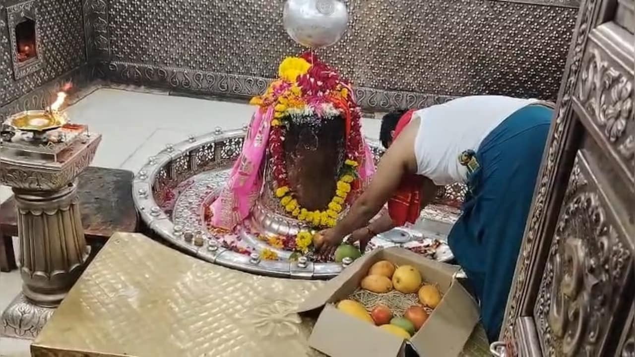 महाकाल दरबार पहुंचे 8 लाख के दुर्लभ आम: 18 कुत्तों के पहरे में पके फल देखने उमड़े श्रद्धालु