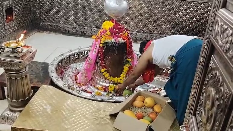 महाकाल दरबार पहुंचे 8 लाख के दुर्लभ आम: 18 कुत्तों के पहरे में पके फल देखने उमड़े श्रद्धालु