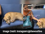 Wholesome Video Of Stray Dog Sleeping In Local Train Viral: 'Only In Mumbai'