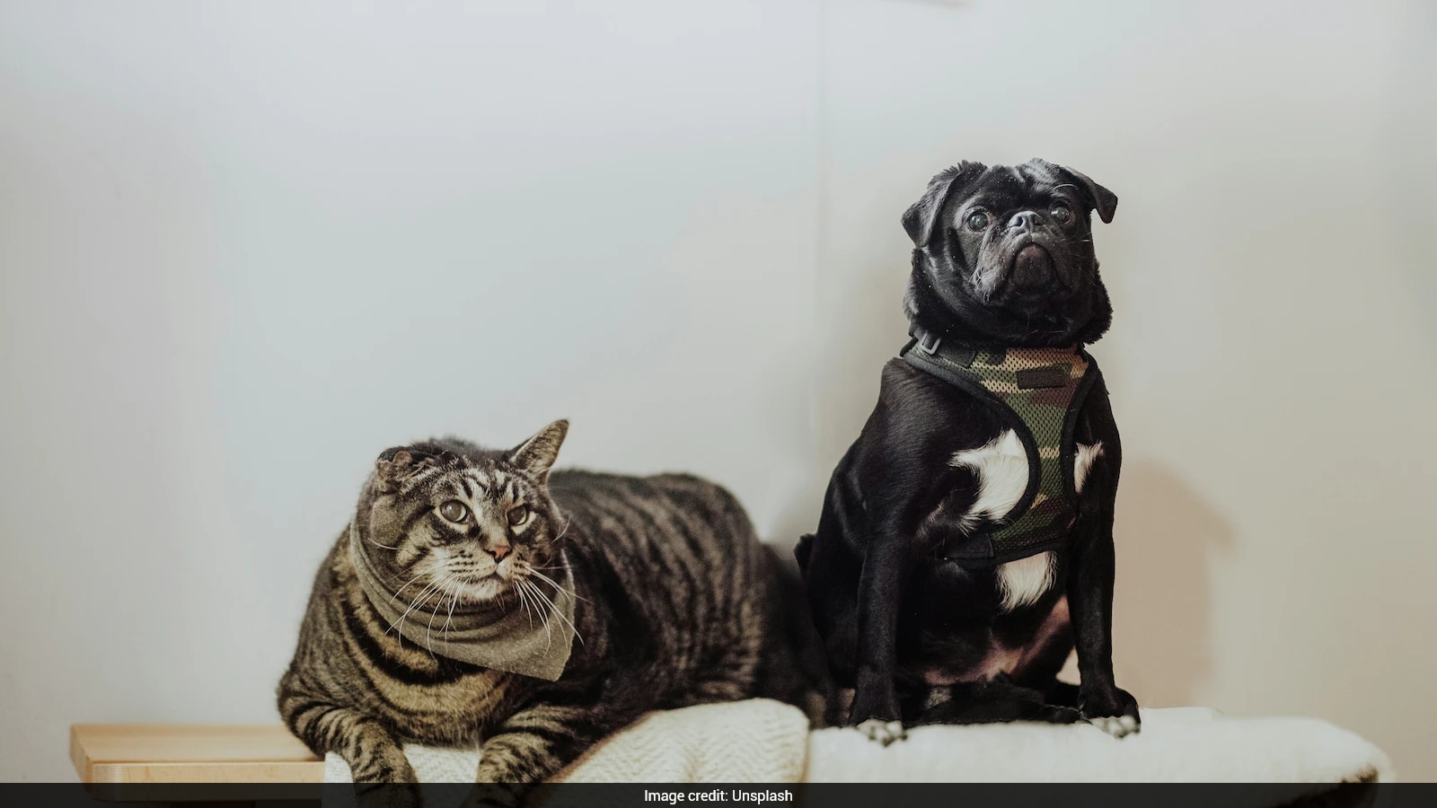Weight-Loss Drugs for Overweight Pets
