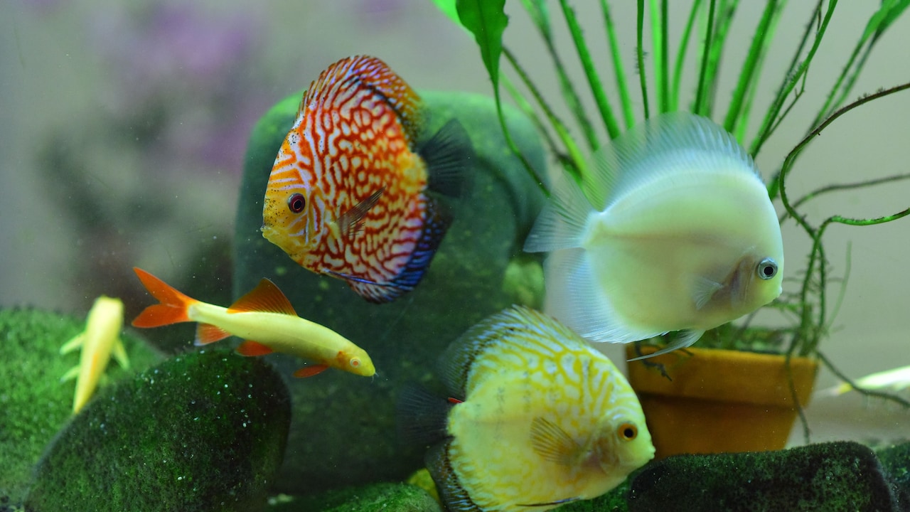 Which food do you want to choose for your aquarium fish? Which food do you want to choose for your aquarium fish?