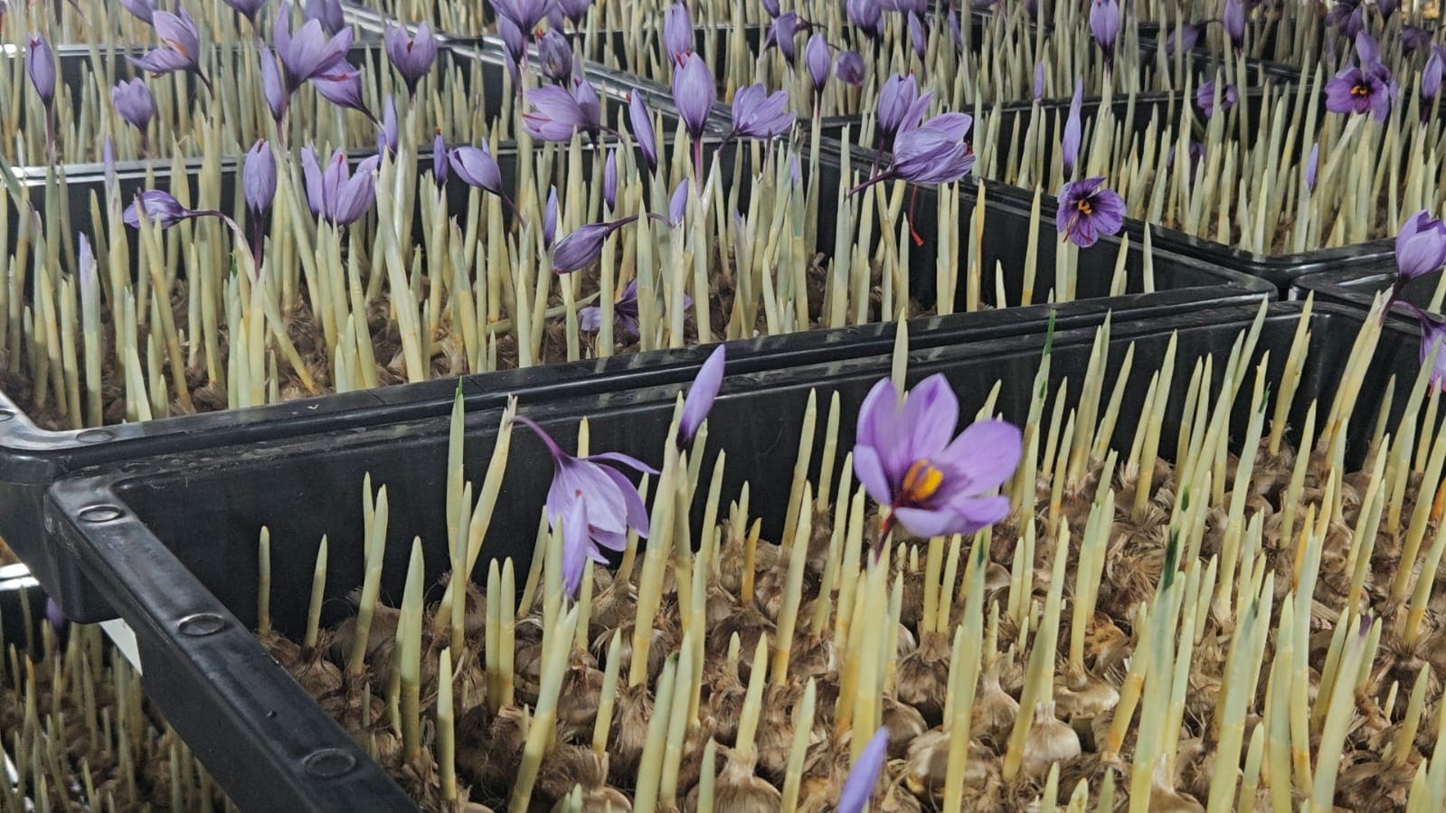 Saffron Saffron