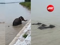 नेपाल बाढ़: &nbsp;नदी के तेज बहाव में बहकर आया हाथियों का कुनबा, &nbsp;UP में इस तरकीब से बची जान, VIDEO