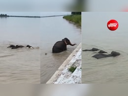 नेपाल बाढ़: &nbsp;नदी के तेज बहाव में बहकर आया हाथियों का कुनबा, &nbsp;UP में इस तरकीब से बची जान, VIDEO