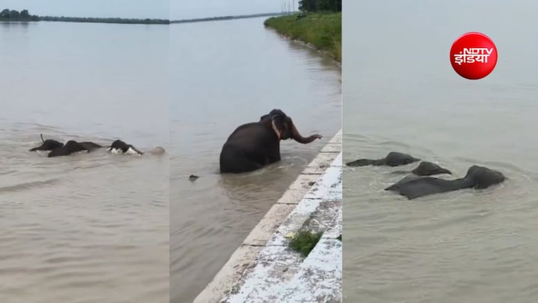 नेपाल बाढ़: &nbsp;नदी के तेज बहाव में बहकर आया हाथियों का कुनबा, &nbsp;UP में इस तरकीब से बची जान, VIDEO