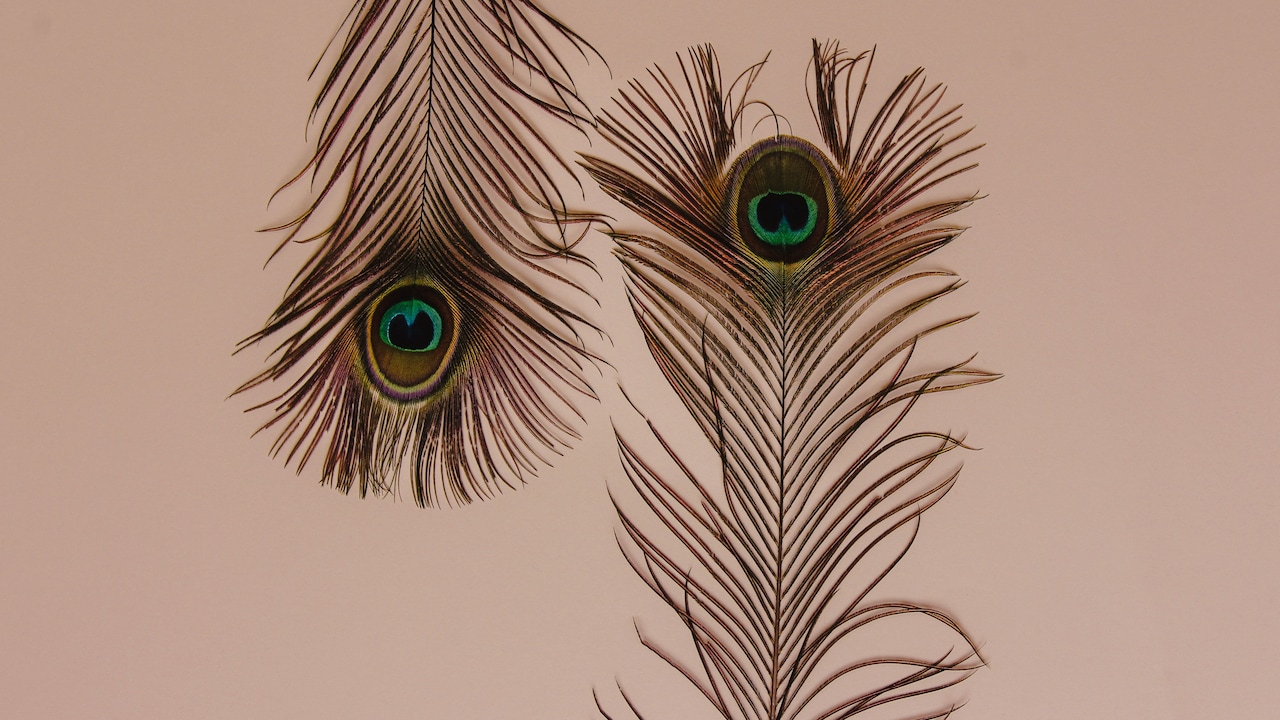 Bring Krishna vibes home with peacock-themed decor picks from Amazon Bring Krishna vibes home with peacock-themed decor picks from Amazon